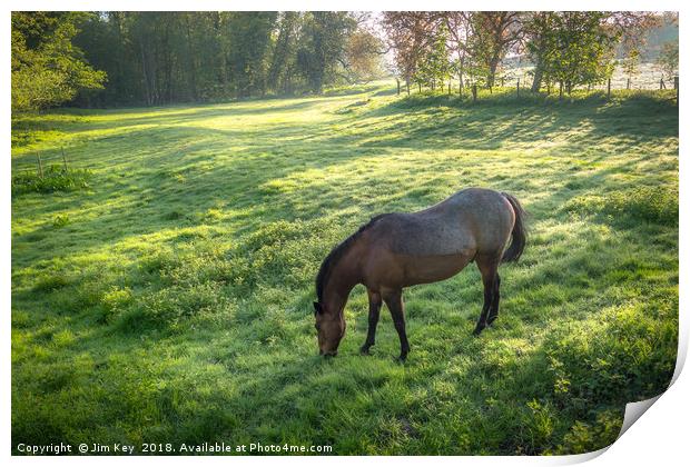 Dappled Sunlight and a Horse Grazing Print by Jim Key