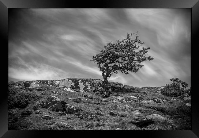Lone Tree Framed Print by Sean Wareing