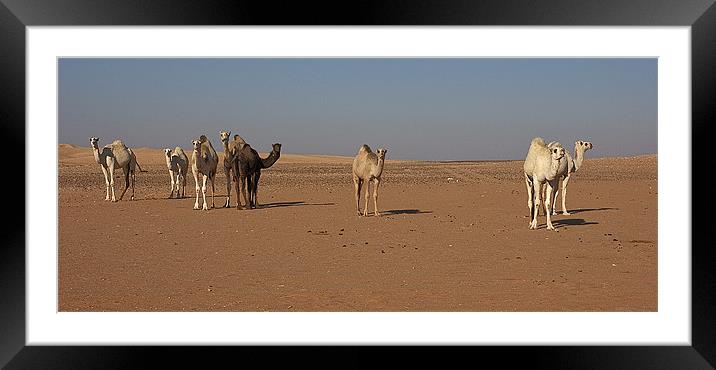 Camel Trail Framed Mounted Print by Simon Curtis