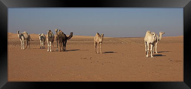 Camel Trail Framed Print by Simon Curtis