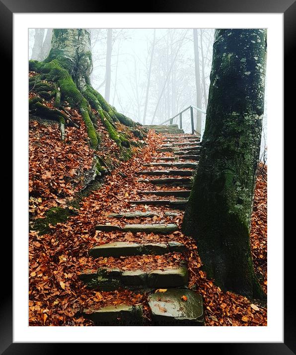 Path in forest Framed Mounted Print by Alexandru Razvan