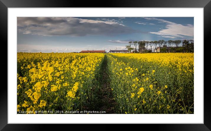 Rapeseed Field Framed Mounted Print by Angela H