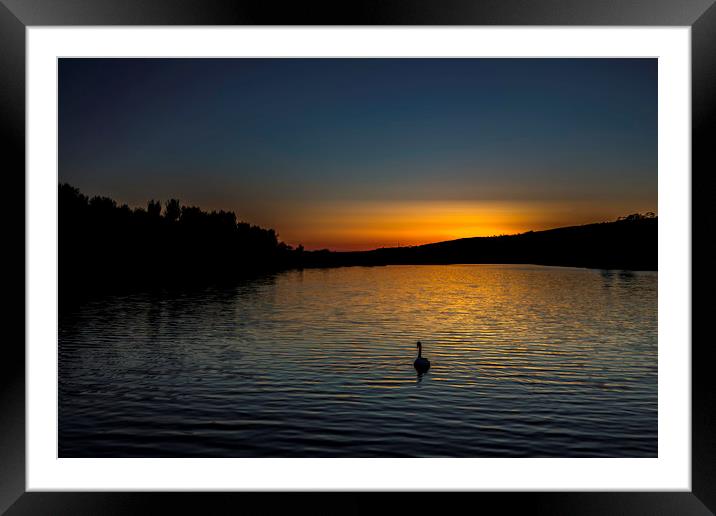 Lone Swan at Sunset Framed Mounted Print by Mal Spain