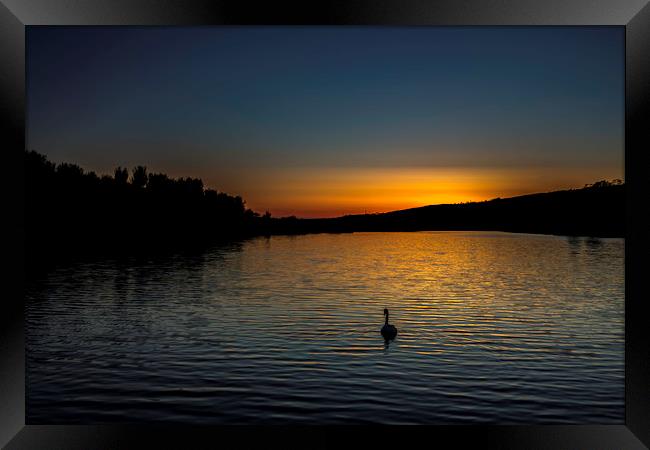 Lone Swan at Sunset Framed Print by Mal Spain