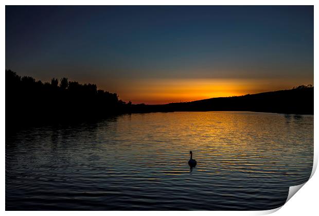 Lone Swan at Sunset Print by Mal Spain