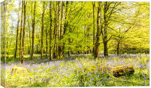 Bluebells Canvas Print by Mal Spain