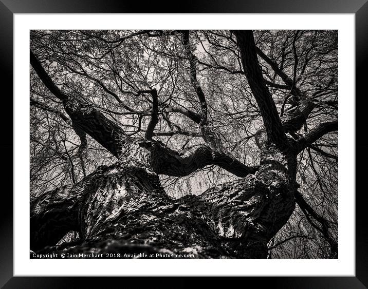 Dark Nature... Framed Mounted Print by Iain Merchant