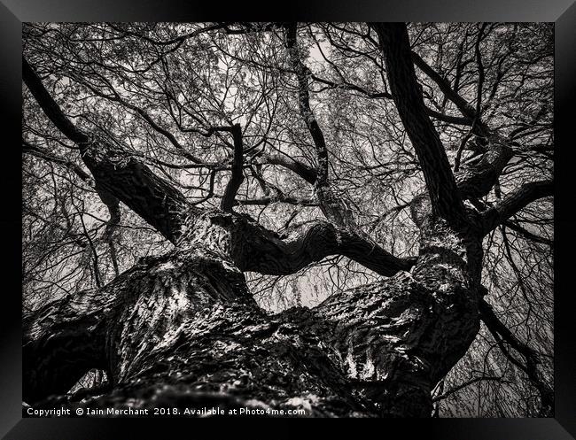 Dark Nature... Framed Print by Iain Merchant