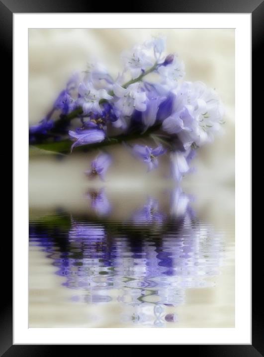 beauty reflected Framed Mounted Print by sue davies