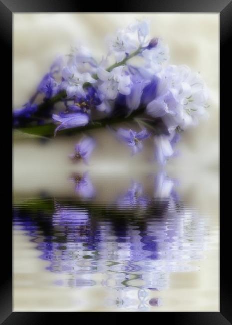 beauty reflected Framed Print by sue davies
