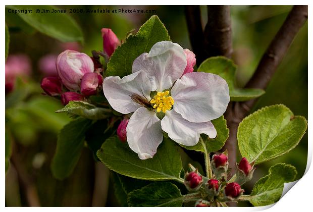 Apple blossom time Print by Jim Jones