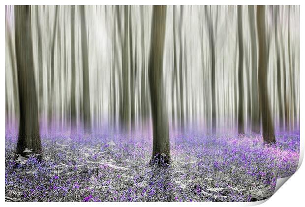 Bluebell Woods Print by Graham Custance