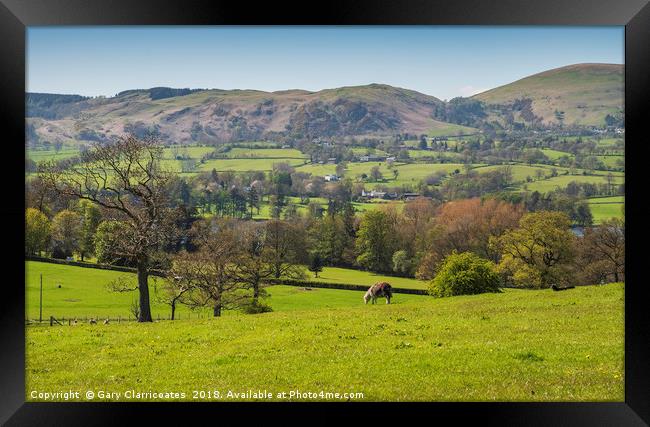 The Ullswater Sheep Framed Print by Gary Clarricoates