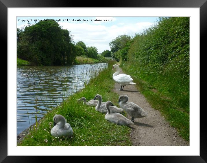 Happy Cygnets, Grand Union Canal, Warwick Framed Mounted Print by Stephen Carvell