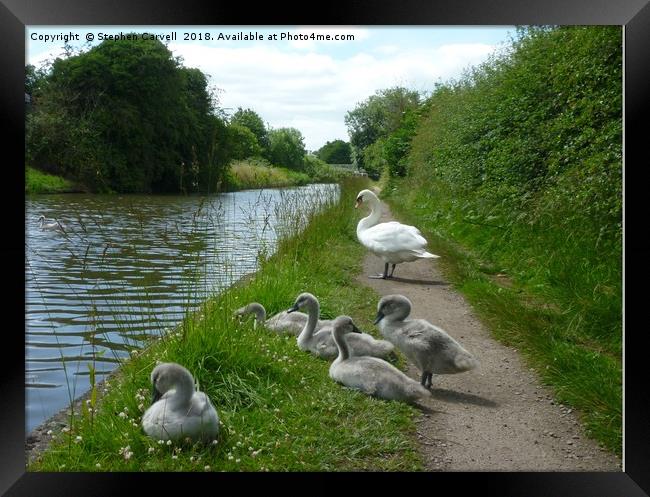 Happy Cygnets, Grand Union Canal, Warwick Framed Print by Stephen Carvell