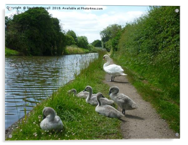 Happy Cygnets, Grand Union Canal, Warwick Acrylic by Stephen Carvell