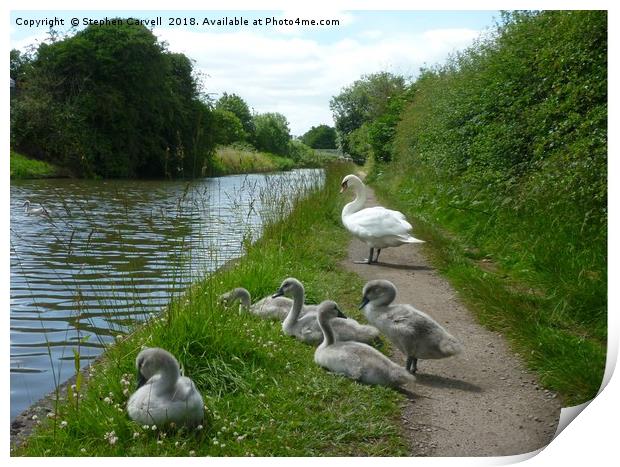 Happy Cygnets, Grand Union Canal, Warwick Print by Stephen Carvell