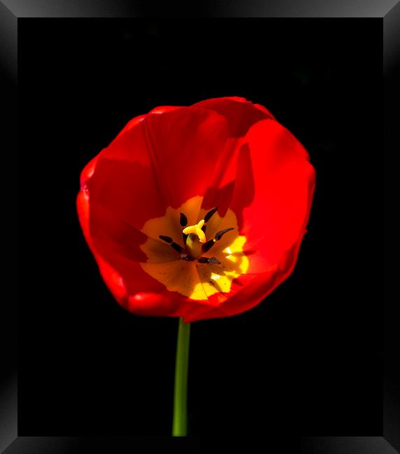 Red Tulip Framed Print by Phil Page