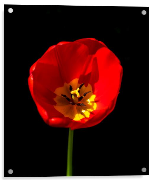 Red Tulip Acrylic by Phil Page