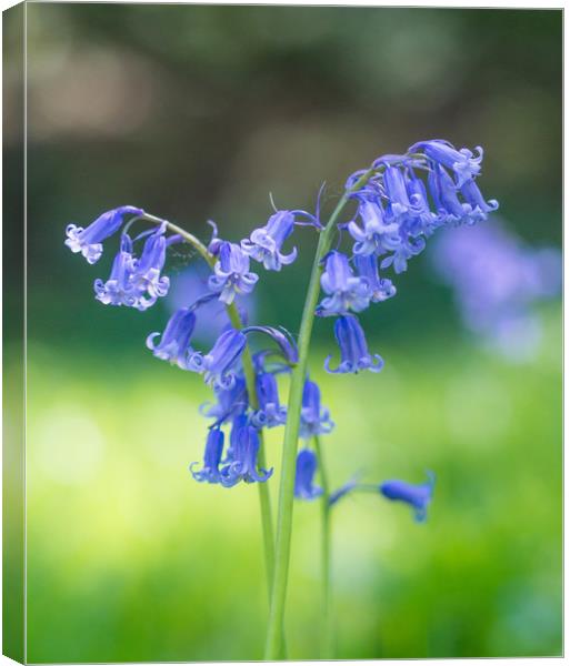 Blue Bells Canvas Print by Clive Eariss