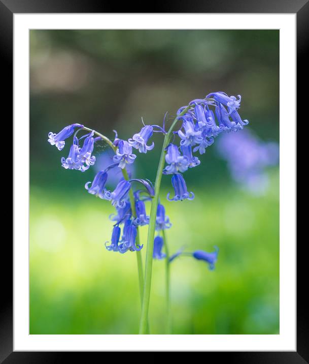 Blue Bells Framed Mounted Print by Clive Eariss