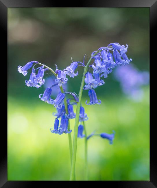 Blue Bells Framed Print by Clive Eariss