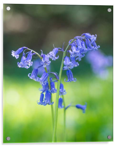 Blue Bells Acrylic by Clive Eariss