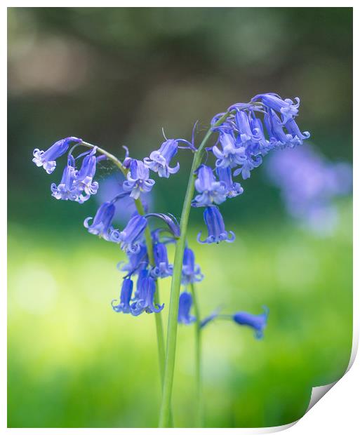 Blue Bells Print by Clive Eariss