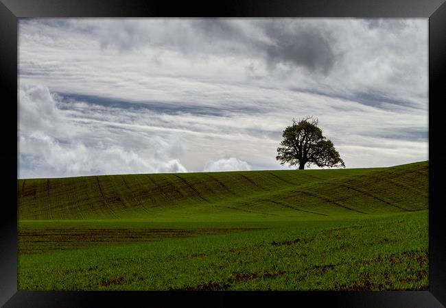 The Lone Tree Framed Print by Images of Devon
