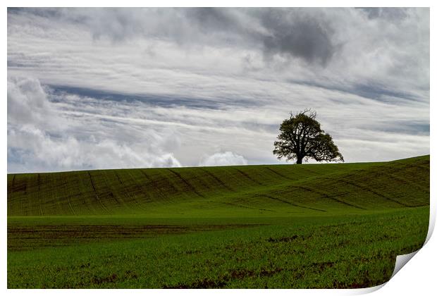 The Lone Tree Print by Images of Devon