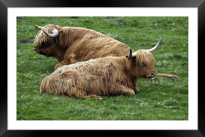 Highland Cows Framed Mounted Print by james sanderson