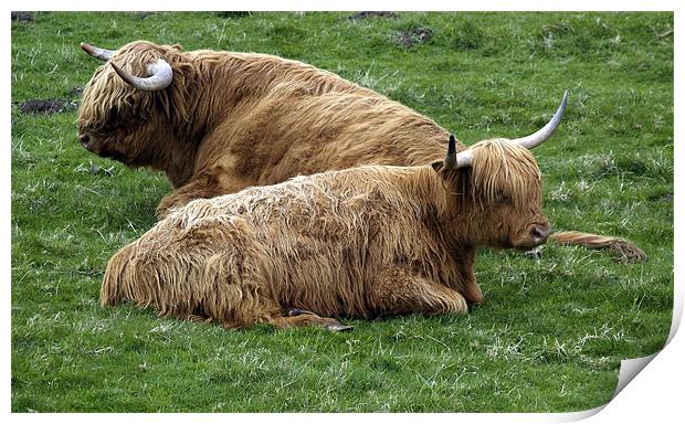 Highland Cows Print by james sanderson