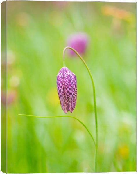 Snakeshead Fritillary Flower Canvas Print by Clive Eariss