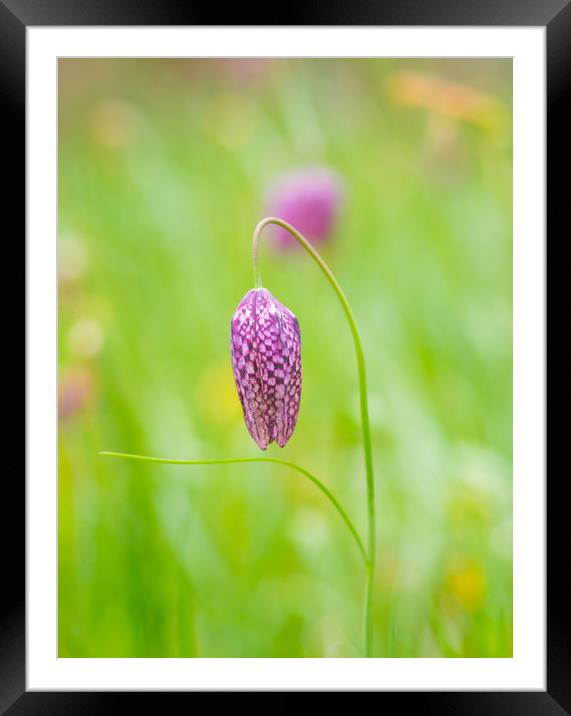 Snakeshead Fritillary Flower Framed Mounted Print by Clive Eariss