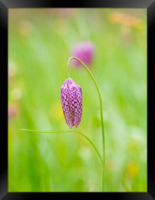 Snakeshead Fritillary Flower Framed Print by Clive Eariss