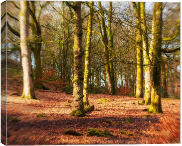 Walk In The Woods Canvas Print by Jonathan Thirkell