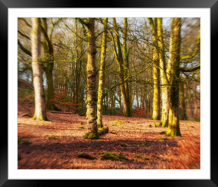 Walk In The Woods Framed Mounted Print by Jonathan Thirkell