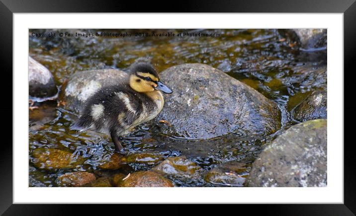 Duckling on the water Framed Mounted Print by Derrick Fox Lomax