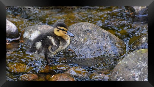 Duckling on the water Framed Print by Derrick Fox Lomax