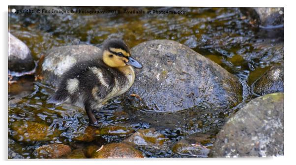 Duckling on the water Acrylic by Derrick Fox Lomax