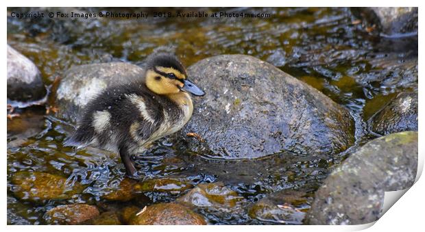Duckling on the water Print by Derrick Fox Lomax
