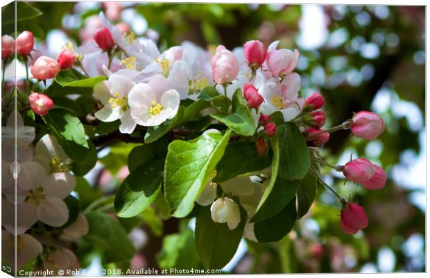 Pink and White Apple Blossom Canvas Print by Rob Cole