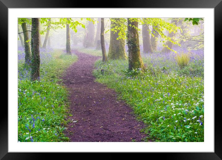 Ethereal Pendarves Woods  Framed Mounted Print by Michael Brookes