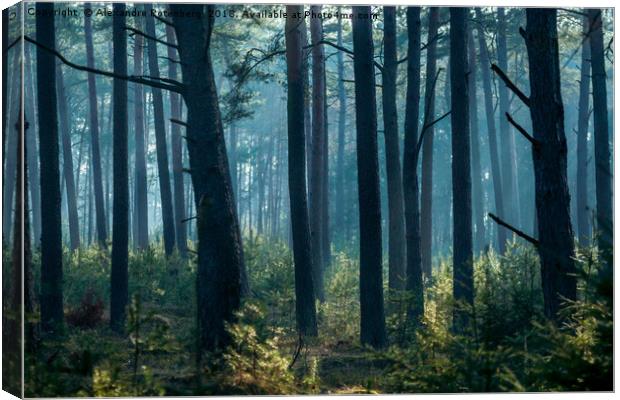 Misty forest Canvas Print by Alexandre Rotenberg
