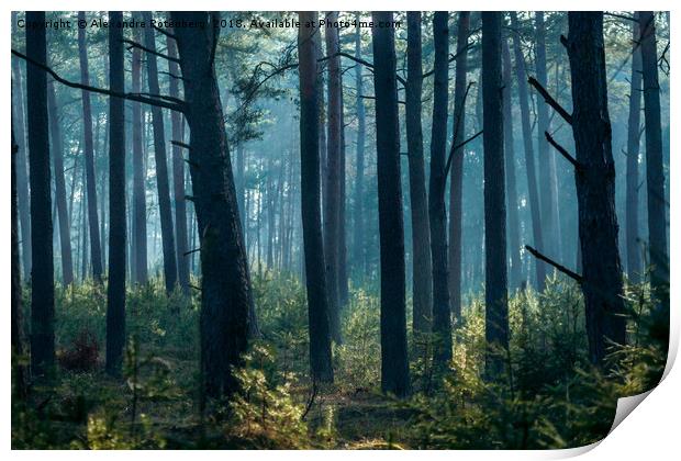 Misty forest Print by Alexandre Rotenberg