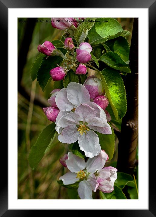 Apple blossom time  Framed Mounted Print by Jim Jones