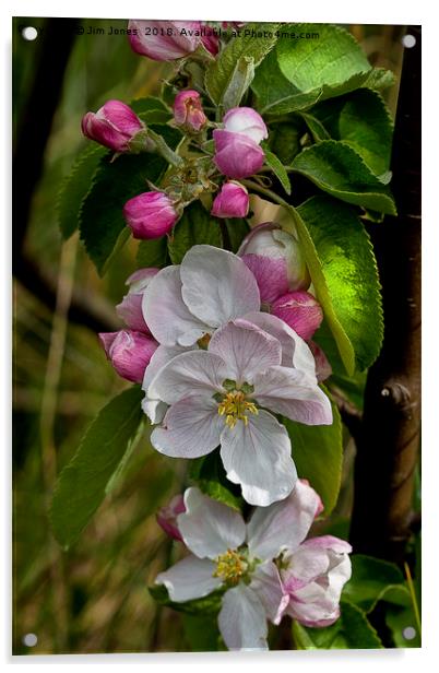 Apple blossom time  Acrylic by Jim Jones