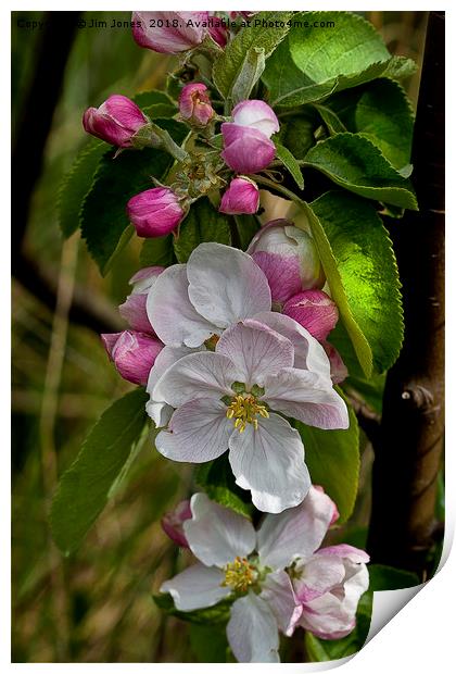 Apple blossom time  Print by Jim Jones