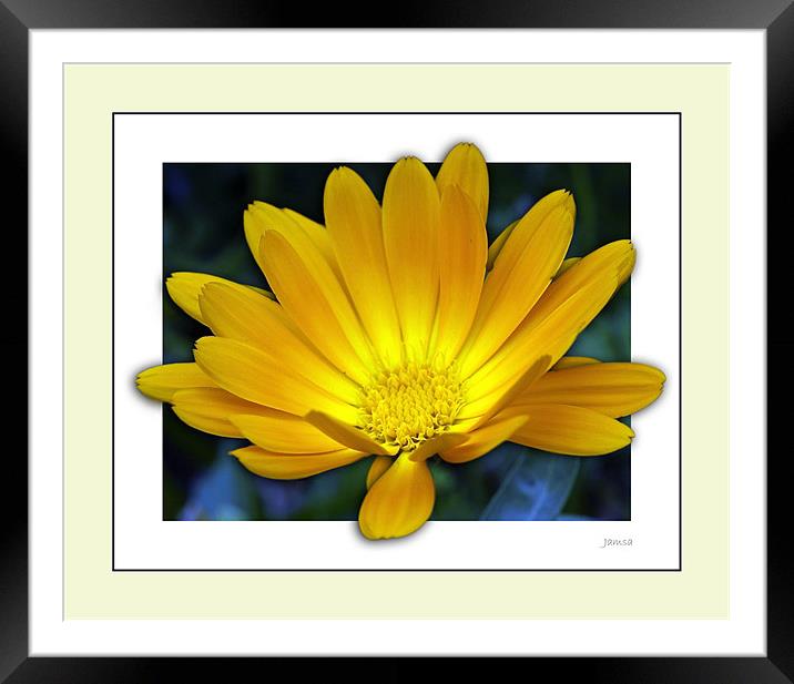 Daisy in 3D Framed Mounted Print by james sanderson