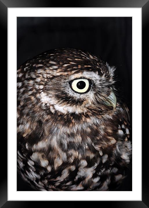 The Little Owl Framed Mounted Print by stephen walton
